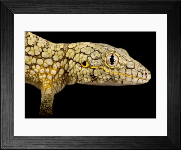 Framed Print : Western chameleon gecko (Eurydactylodes occidentalis)