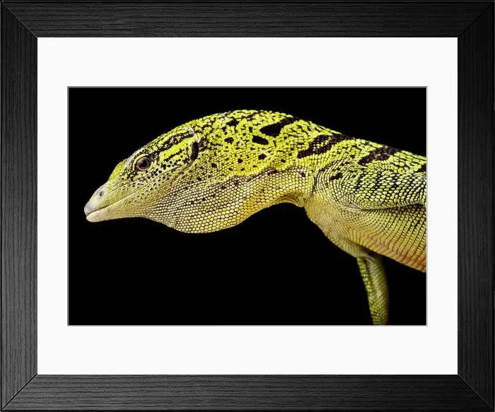 Framed Print : Yellow tree monitor (Varanus reisingeri) Framed Print : Yellow tree monitor (Varanus reisingeri)