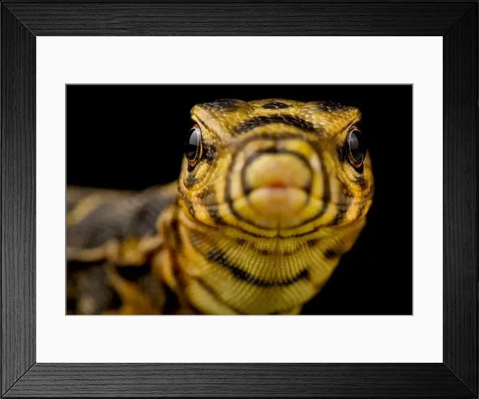Framed Print : Yellow-headed water monitor (Varanus cumingi) Framed Print : Yellow-headed water monitor (Varanus cumingi)