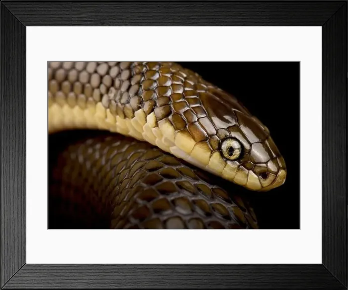 Framed Print : Mussurana (Paraphimophis rusticus) Framed Print : Mussurana (Paraphimophis rusticus)