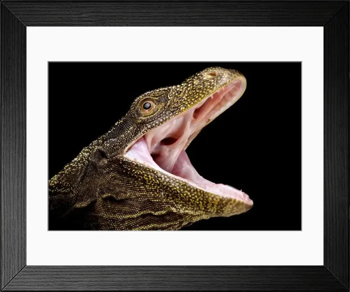 Framed Print : Crocodile monitor (Varanus salvadorii) Framed Print : Crocodile monitor (Varanus salvadorii)