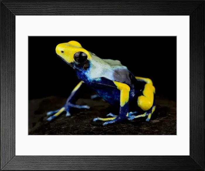 Framed Print : Dyeing dart frog (Dendrobates tinctorius) Framed Print : Dyeing dart frog (Dendrobates tinctorius)