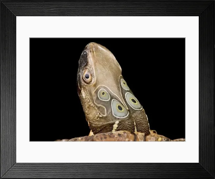 Framed Print : Four-eyed turtle (Sacalia quadriocellata) Framed Print : Four-eyed turtle (Sacalia quadriocellata)