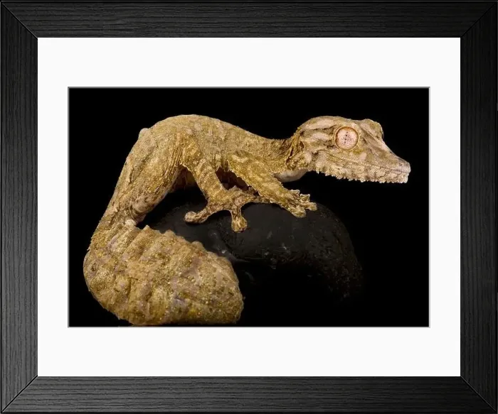 Framed Print : Henkel's leaf-tailed gecko (Uroplatus henkeli) Framed Print : Henkel's leaf-tailed gecko (Uroplatus henkeli)