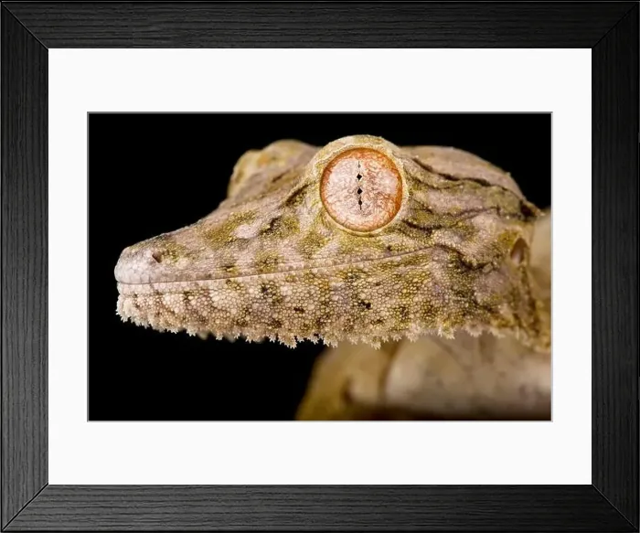 Framed Print : Henkel's leaf-tailed gecko (Uroplatus Henkel) Framed Print : Henkel's leaf-tailed gecko (Uroplatus Henkel)