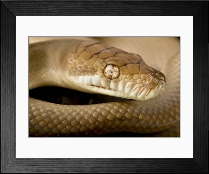 Framed Print : Scrub python (Morelia amethistina) Framed Print : Scrub python (Morelia amethistina)