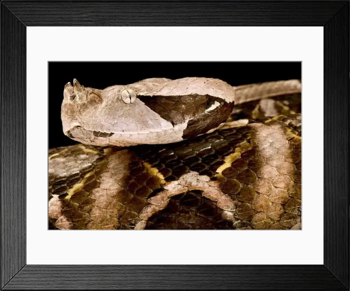 Framed Print : West African Gaboon viper (Bitis rhinoceros) Framed Print : West African Gaboon viper (Bitis rhinoceros)