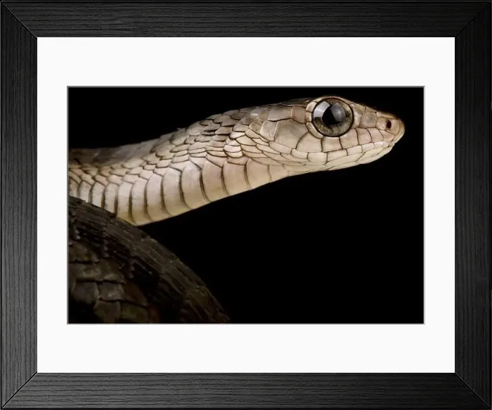 Framed Print : Western black tree snake (Thrasops occidentalis)
