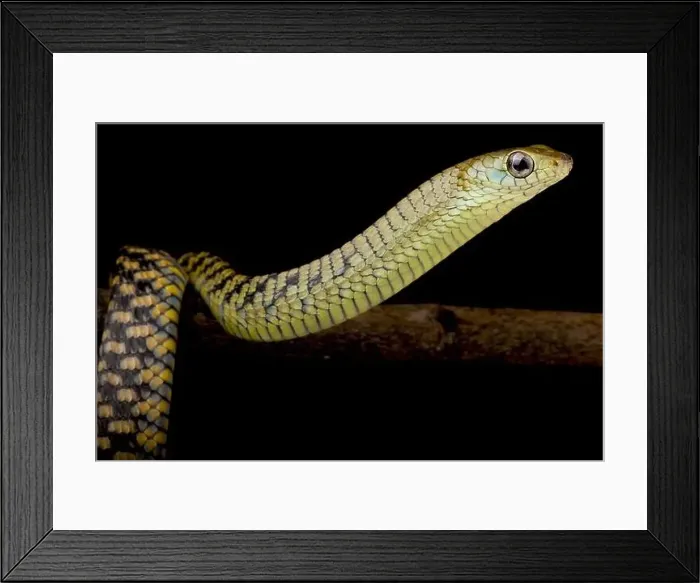 Framed Print : Western black tree snake (Thrasops occidentalis) juvenile Framed Print : Western black tree snake (Thrasops occidentalis) juvenile