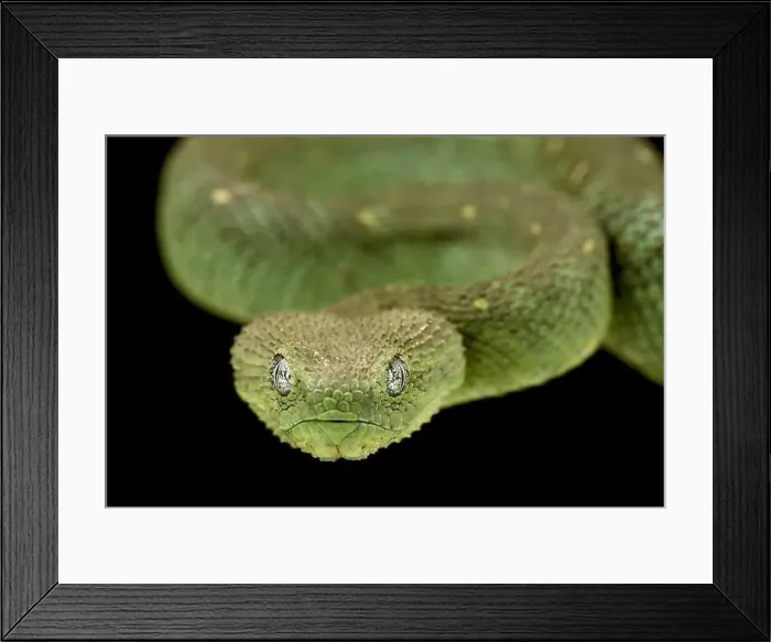 Framed Print : Western bush viper (Atheris chlorechis)