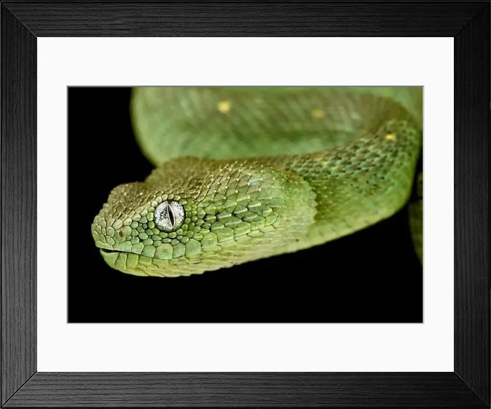 Framed Print : Western bush viper (Atheris chlorechis)
