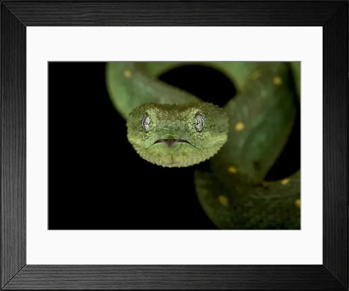 Framed Print : Western bush viper (Atheris chlorechis) Framed Print : Western bush viper (Atheris chlorechis)