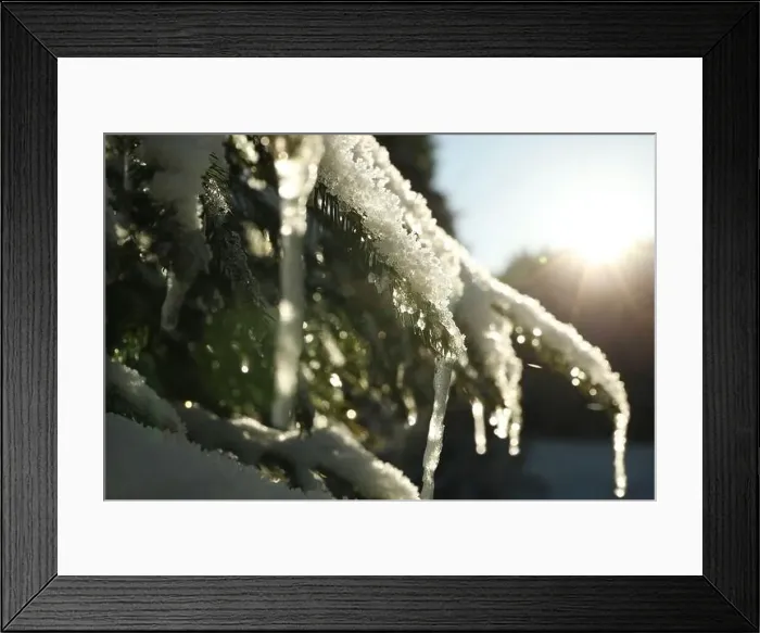 Framed Print : Conifer tree with snow in sunny day, close up Framed Print : Conifer tree with snow in sunny day, close up