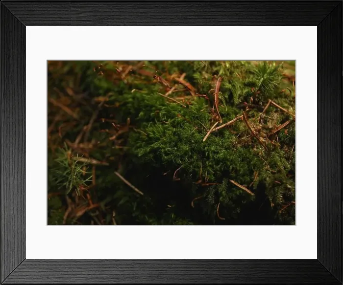 Framed Print : Moss in Carpathian mountains, close up and selective focus Framed Print : Moss in Carpathian mountains, close up and selective focus