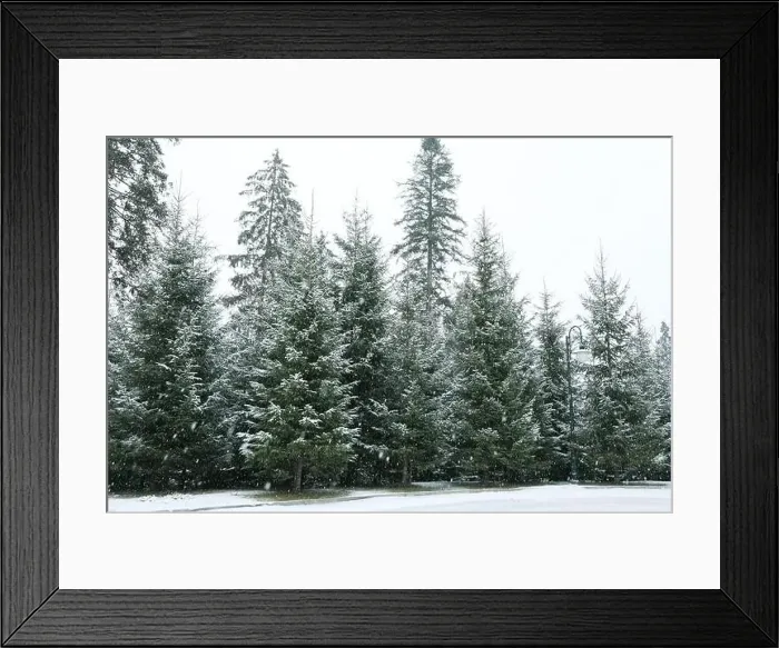 Framed Print : Conifer trees in snowy day in Carpathian ski resort Framed Print : Conifer trees in snowy day in Carpathian ski resort