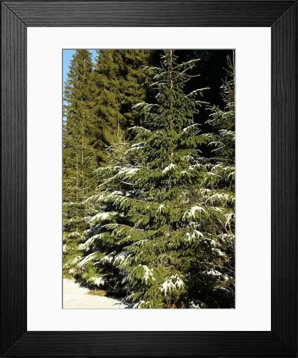 Framed Print : Carpathian forest with snow in sunny day Framed Print : Carpathian forest with snow in sunny day