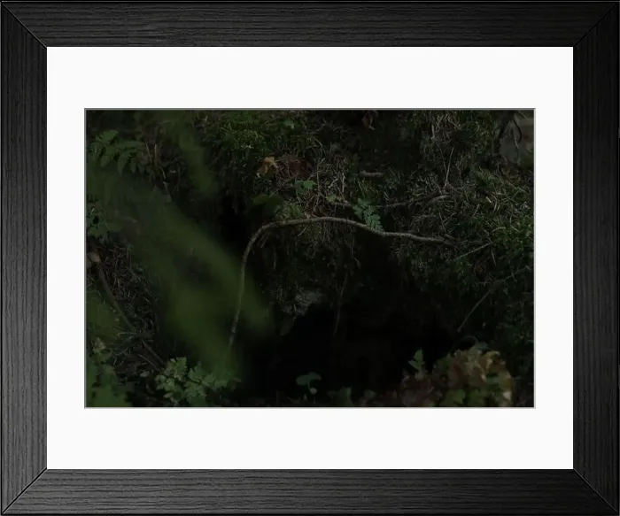 Framed Print : Moss and plants in forest, selective focus Framed Print : Moss and plants in forest, selective focus