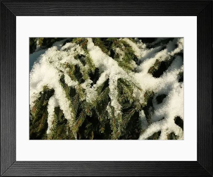 Framed Print : Conifer tree with snow in sunny day, close up Framed Print : Conifer tree with snow in sunny day, close up