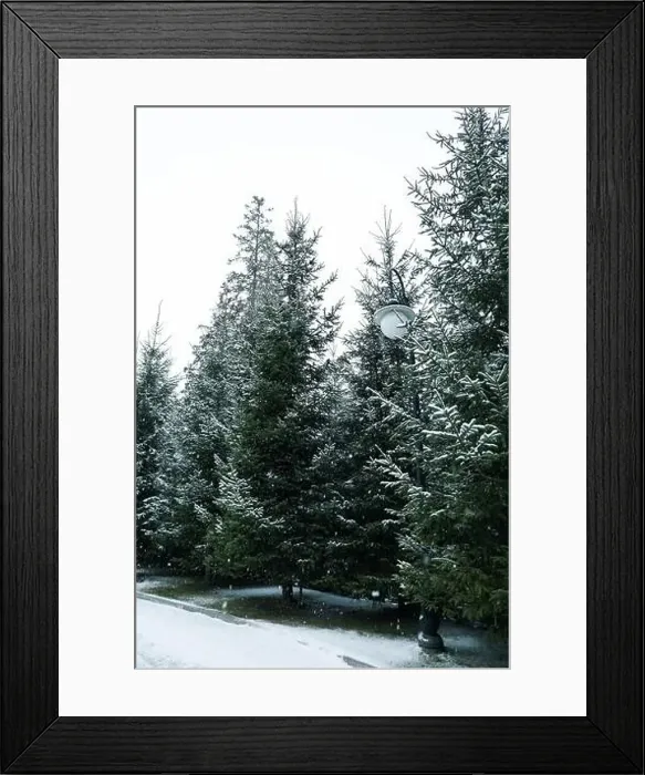 Framed Print : Conifer trees in snowy day in Carpathian ski resort Framed Print : Conifer trees in snowy day in Carpathian ski resort
