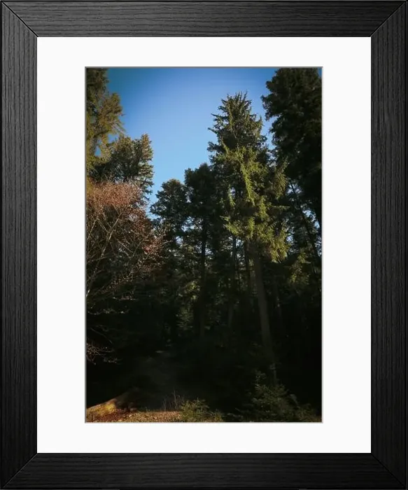 Framed Print : Amazing Carpathian forest in autumn sunny day Framed Print : Amazing Carpathian forest in autumn sunny day