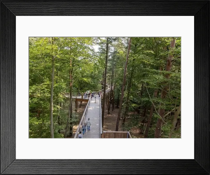 Framed Print : The new tree-top walk in Heringsdorf as a holiday destination Framed Print : The new tree-top walk in Heringsdorf as a holiday destination