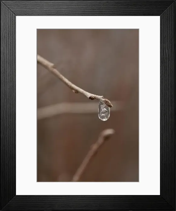 Framed Print : Ice droplet on the end of a branch macro photography Framed Print : Ice droplet on the end of a branch macro photography