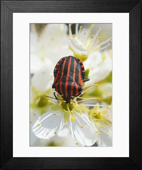 Framed Print : Vertical closeup on a colorful overwintering European striped shieldbug