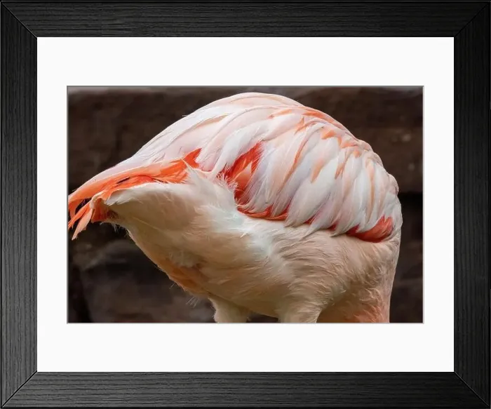 Framed Print : Close up of a real flamingo bird with pink, beautiful feathers Framed Print : Close up of a real flamingo bird with pink, beautiful feathers