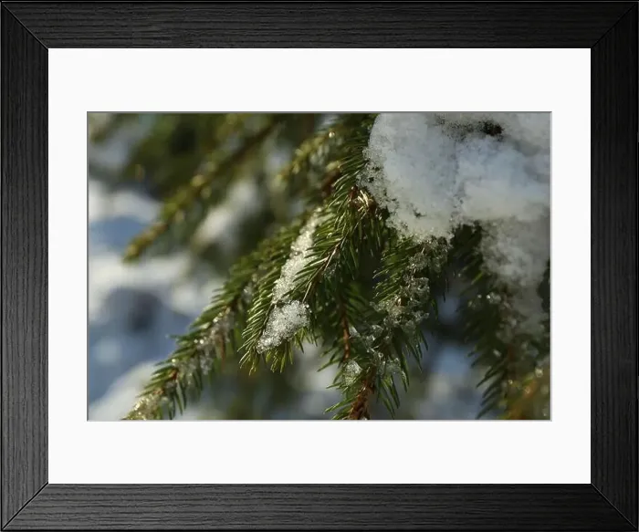 Framed Print : Conifer tree with snow in sunny day, close up Framed Print : Conifer tree with snow in sunny day, close up