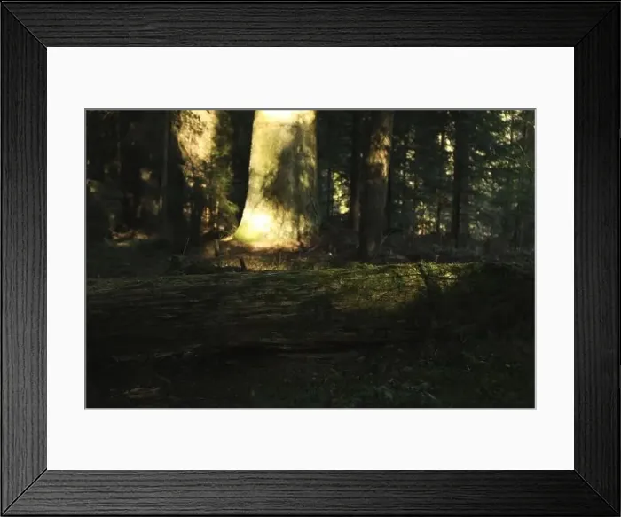 Framed Print : Forest in Carpathian mountains in sunny day Framed Print : Forest in Carpathian mountains in sunny day