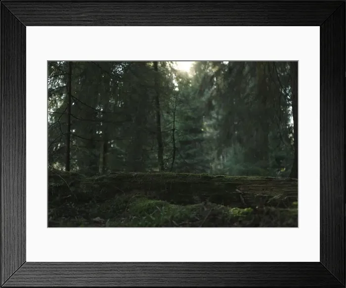 Framed Print : Forest in Carpathian mountains in autumn day Framed Print : Forest in Carpathian mountains in autumn day