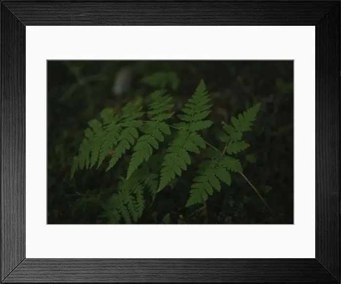 Framed Print : Green plant in forest, close up and selective focus Framed Print : Green plant in forest, close up and selective focus