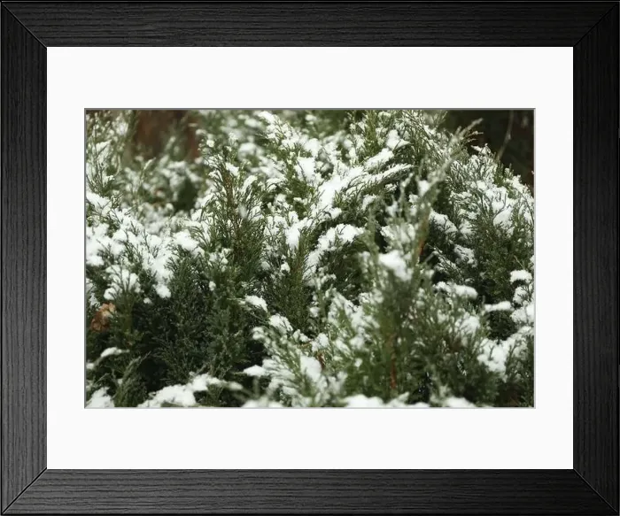 Framed Print : Conifer tree with snow, close up and selective focus Framed Print : Conifer tree with snow, close up and selective focus