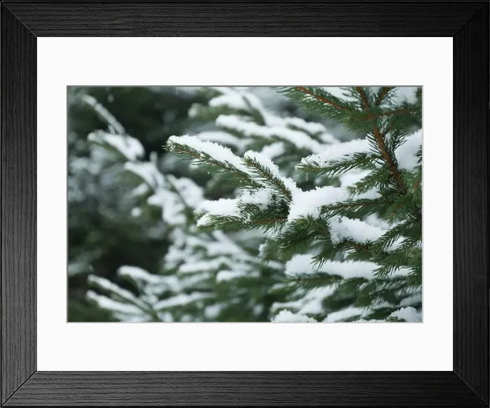 Framed Print : Conifer tree with snow, close up and selective focus Framed Print : Conifer tree with snow, close up and selective focus