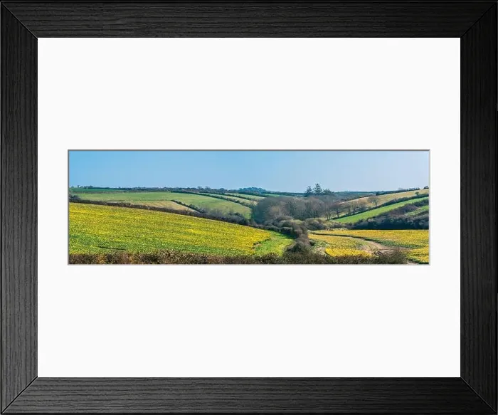 Framed Print : Daffodil farm in Cornwall from a drone, England Framed Print : Daffodil farm in Cornwall from a drone, England