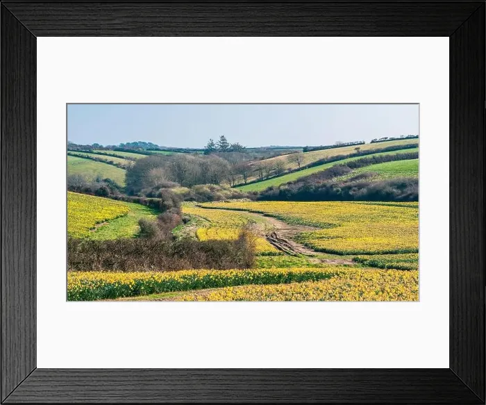 Framed Print : Daffodil farm in Cornwall from a drone, England Framed Print : Daffodil farm in Cornwall from a drone, England
