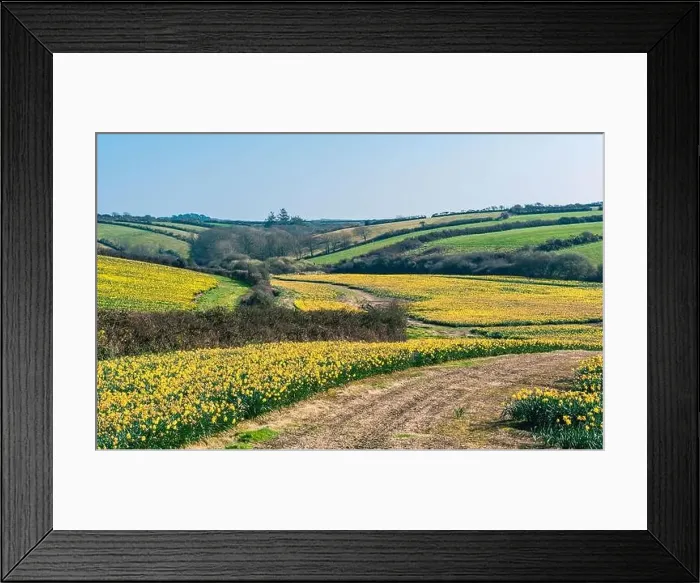 Framed Print : Daffodil farm in Cornwall from a drone, England Framed Print : Daffodil farm in Cornwall from a drone, England