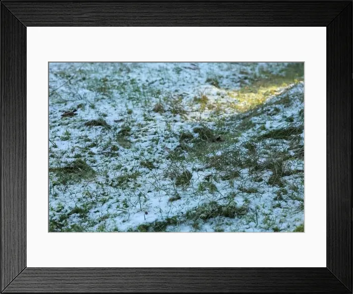 Framed Print : Grass with snow in forest with sunlight Framed Print : Grass with snow in forest with sunlight