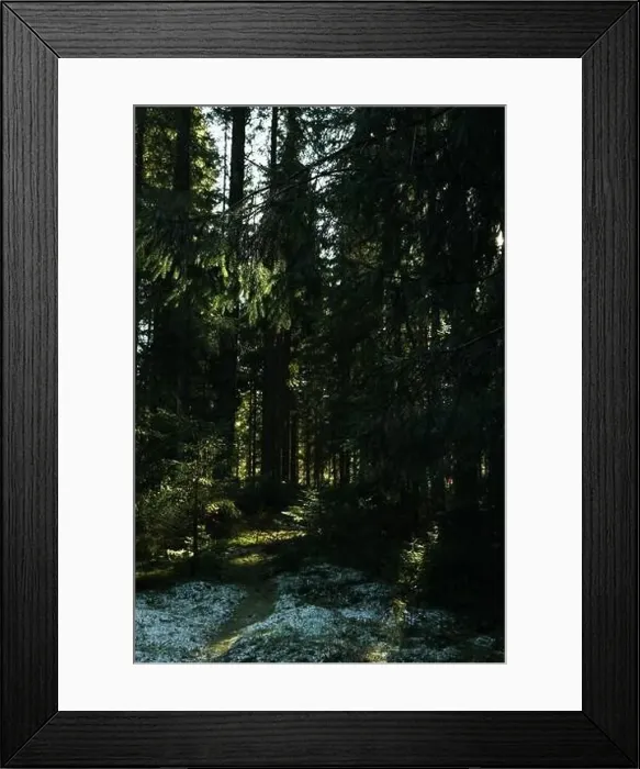 Framed Print : Forest in Carpathian mountains in autumn day with snow Framed Print : Forest in Carpathian mountains in autumn day with snow