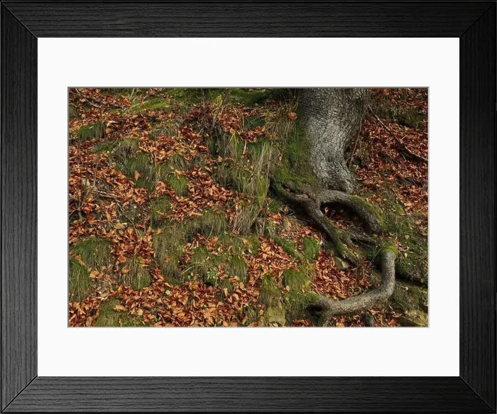 Framed Print : Root of tree with moss in autumn day Framed Print : Root of tree with moss in autumn day