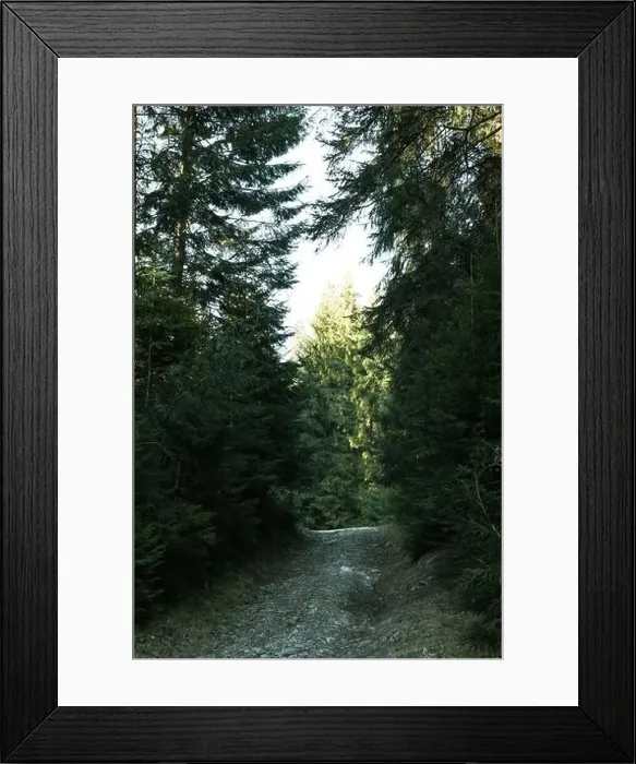 Framed Print : Forest in Carpathian mountains in sunny day Framed Print : Forest in Carpathian mountains in sunny day