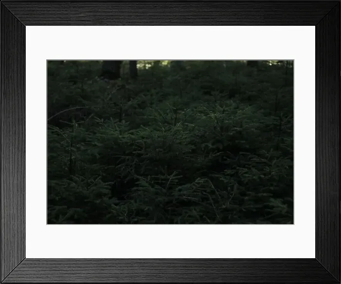 Framed Print : Small conifer trees in forest in Carpathians Framed Print : Small conifer trees in forest in Carpathians