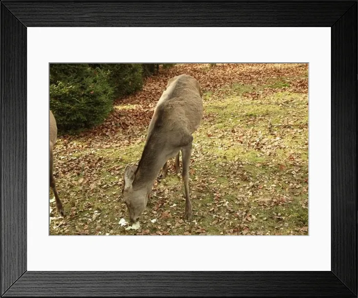 Framed Print : Deers in zoo in autumn sunny day Framed Print : Deers in zoo in autumn sunny day