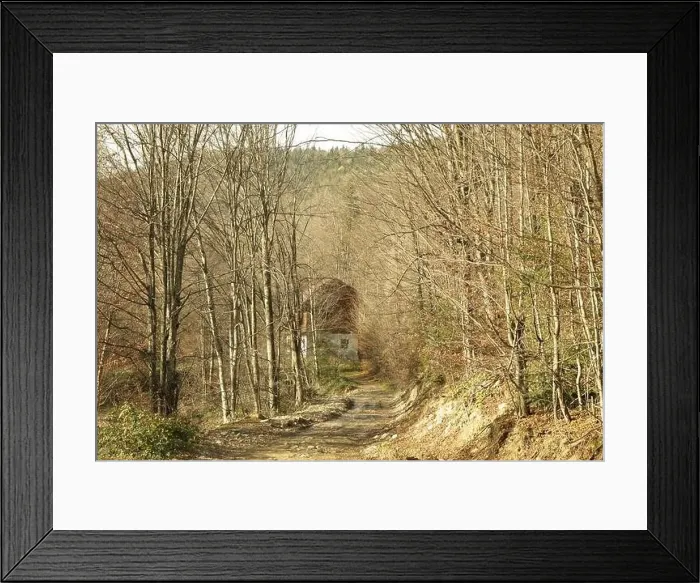 Framed Print : Forest with off-road in autumn day in Carpathian mountains Framed Print : Forest with off-road in autumn day in Carpathian mountains