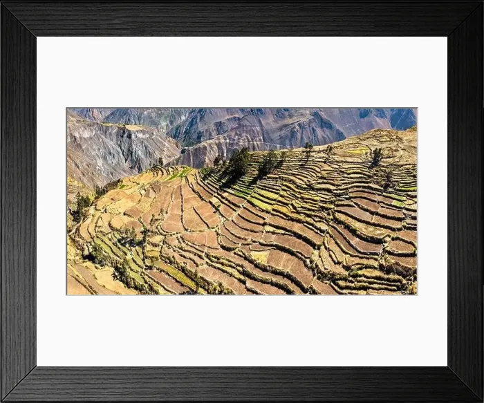 Framed Print : Terraced fields in the Colca Canyon at Cabanaconde in the Arequipa region of Peru