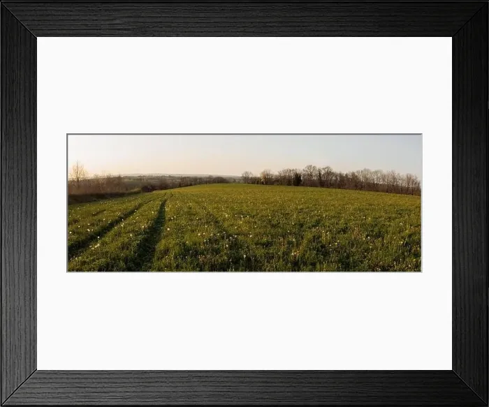 Framed Print : Green field country side at sunset panorama Framed Print : Green field country side at sunset panorama