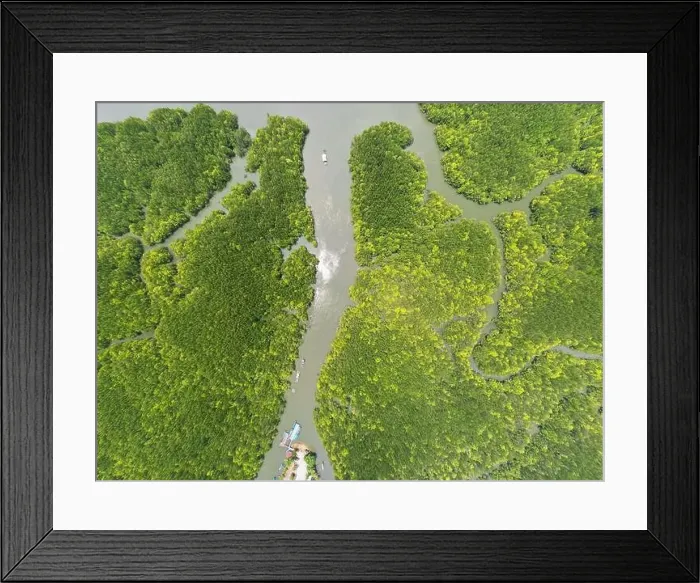 Framed Print : Aerial view top down of beautiful mangrove forest tree in the morning Drone flying over sea Framed Print : Aerial view top down of beautiful mangrove forest tree in the morning Drone flying over sea