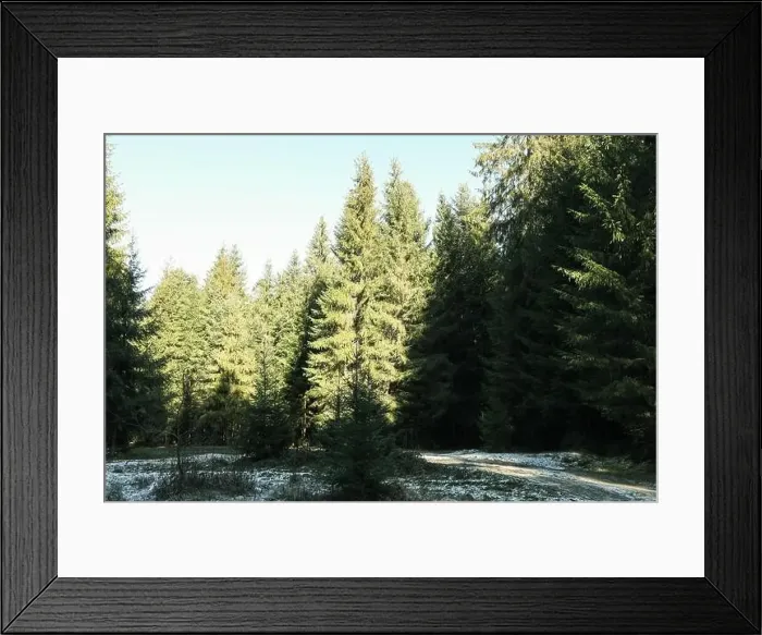 Framed Print : Forest in Carpathian mountains in autumn day with snow Framed Print : Forest in Carpathian mountains in autumn day with snow