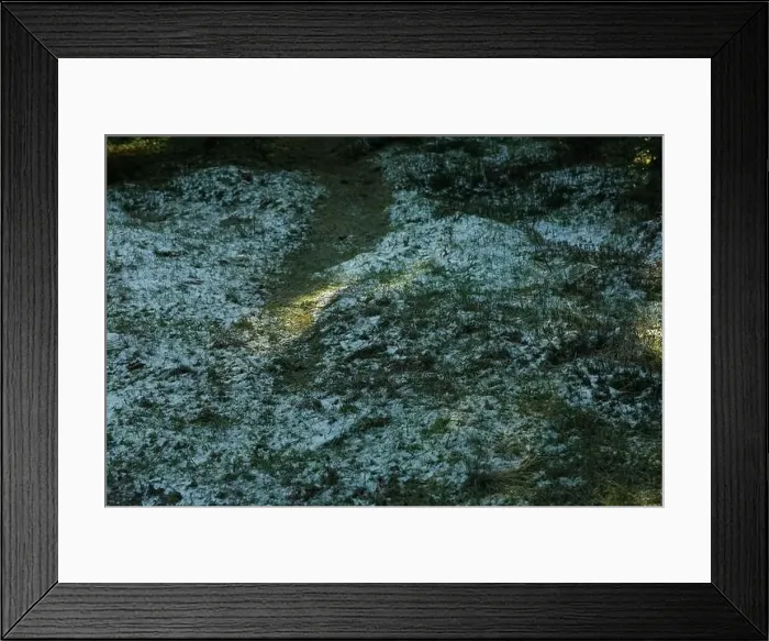 Framed Print : Grass with snow in forest with sunlight Framed Print : Grass with snow in forest with sunlight