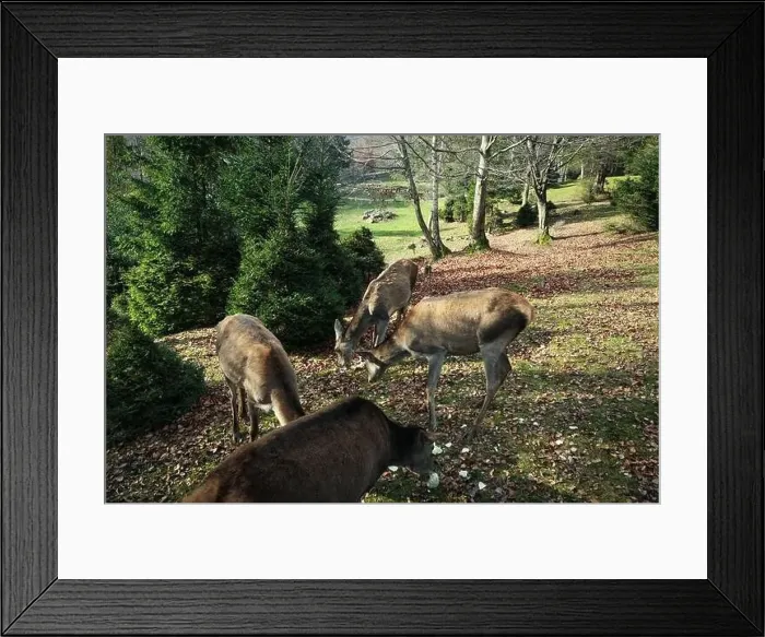 Framed Print : Deers in zoo in autumn sunny day Framed Print : Deers in zoo in autumn sunny day